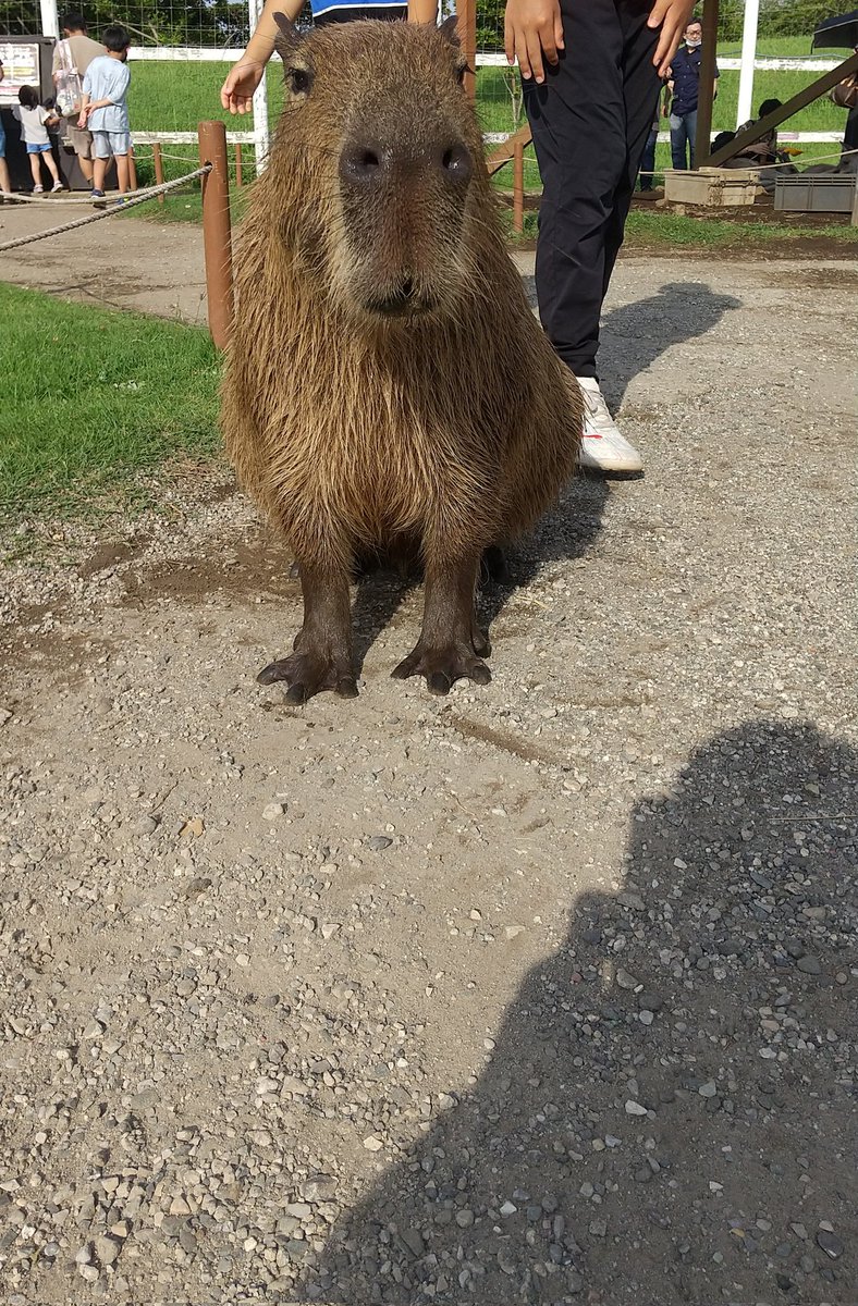 LikeCapybara's tweet photo. 夏休みラストにソレイユの丘へ行ってきた☀
カピバラが脱走しそうになるハプニングが起きたが、近くにいた人と連携して阻止した。
カピバラを撫でてゴロンさせたり、エサやりできて癒やされた🐭 https://t.co/xXUWBPKRwW