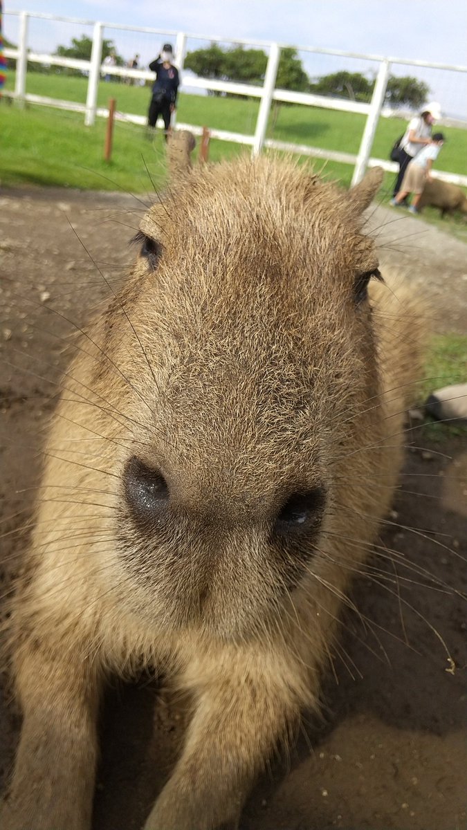 LikeCapybara's tweet photo. 夏休みラストにソレイユの丘へ行ってきた☀
カピバラが脱走しそうになるハプニングが起きたが、近くにいた人と連携して阻止した。
カピバラを撫でてゴロンさせたり、エサやりできて癒やされた🐭 https://t.co/xXUWBPKRwW