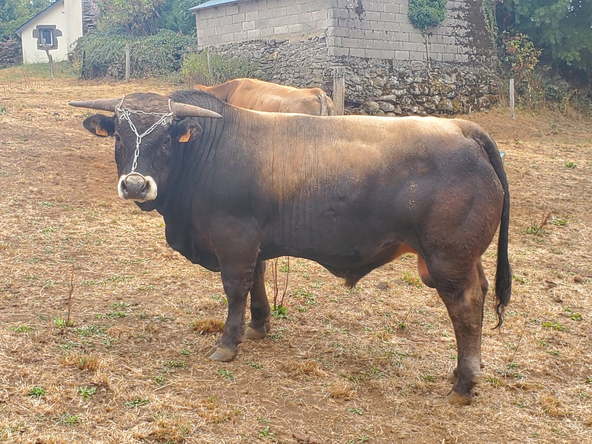 Voici mon nouveau taureau il faut lui trouver un nom qui commence par S.
J attends vos propositions