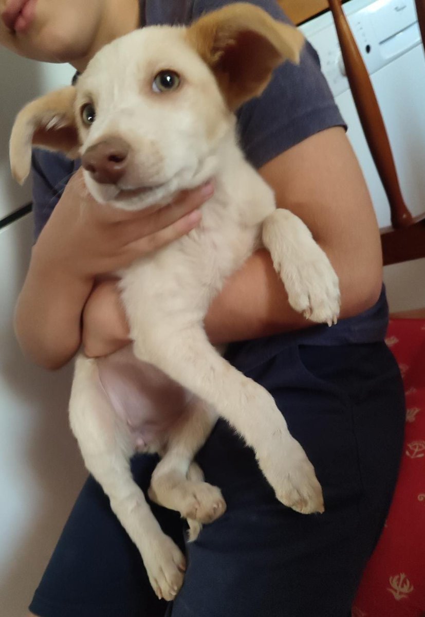 NuevaVidaAdop's tweet photo. 🆘🆘#Madrid
NECESITAMOS #URGENTE #casadeacogida
A PITITA la encontraron deshidratada,muerta de hambre  y sed bajo 40 grados de temperatura...
Es una cachorrita de 3,5 meses 
En edad adulta pesará alrededor de 12kg
CONTACTO 📩facenuevavida@gmail.com
#cachorros #adopta #rt https://t.co/JyZsZUWliX