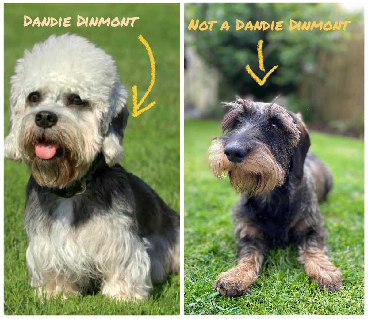 WireHairedDachs's tweet photo. Just to help the silly hoomans……..#dachshund #sausagearmy #dontbeanumpty https://t.co/F0MDzAeK0G