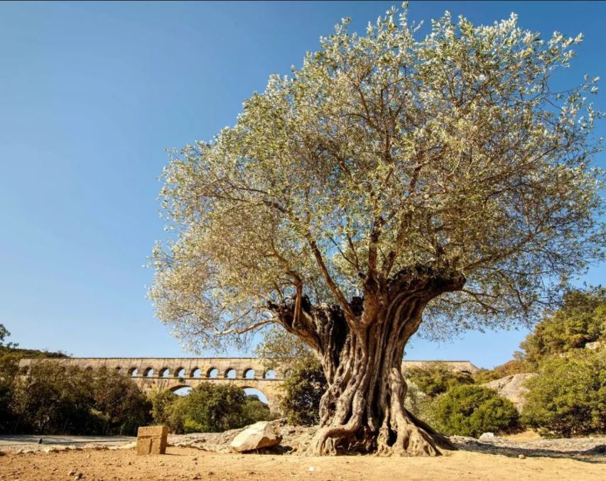 #LacartePostaleDeLété 📷
Connaissez-vous les célèbres oliviers millénaires du #PontduGard ?🌳Avec leurs troncs sculptés par l'âge et leurs 🌿 persistantes et argentées, ils veillent sur l'aqueduc depuis de nombreuses années...😌

Merci @henkschepens.original pour cette photo!