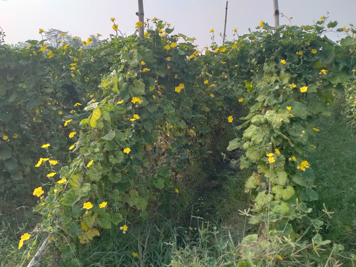 Muhamad__Mohsin's tweet photo. #Trellising
کے فوائد
1_بیماری ،کیڑوں کی جانچ پڑتال آسان
2_کھاد،سپرے کا استعمال،نتائج اخز کرنا آسان
3_پروننگ آسان
4_ ہوا اور روشنی کے اضافے سے پھل کی پیداوار،کوالٹی میں اضافہ،توڑنا آسان
5_فصل زمین سے فاصلہ ہونے سے تیز ہوا,طوفان سے محفوظ
6_ زمین،جگہ کی بچت سے انٹرکراپنگ کی سہولت https://t.co/DFY9m1OYBJ