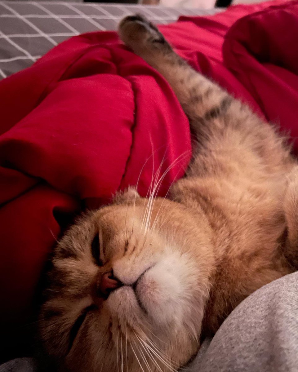 bittyofficial's tweet photo. My lil smoosh face. https://t.co/vRHlpsXYbz