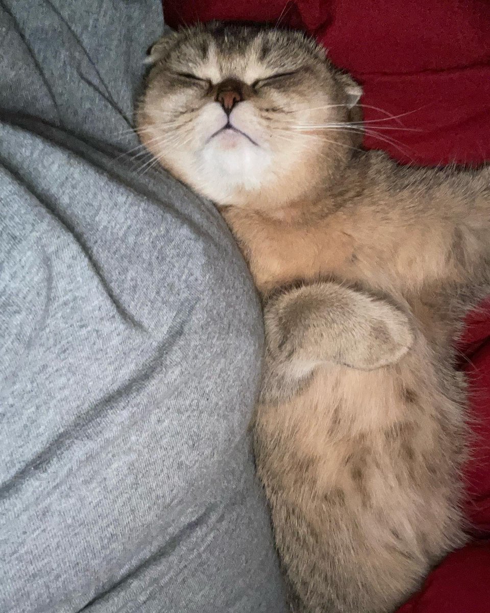 bittyofficial's tweet photo. My lil smoosh face. https://t.co/vRHlpsXYbz