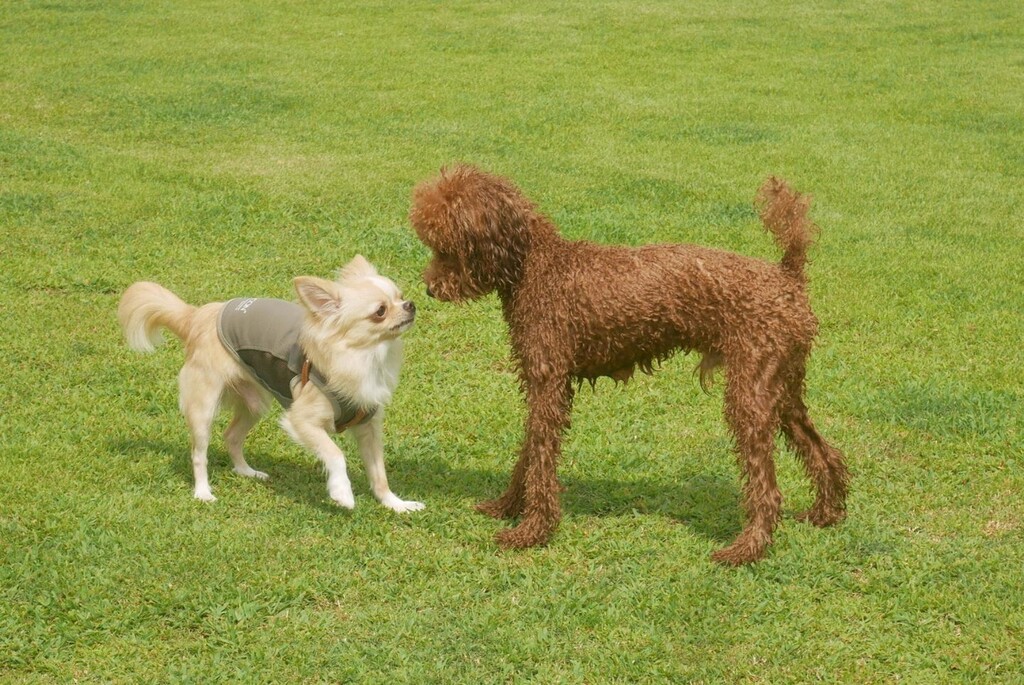 ドッグラン カフェpesca Pescamomofamily Twitter ドッグラン カフェpesca Pescamomofamily Twitter