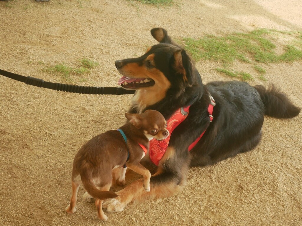 ドッグラン カフェpesca Pescamomofamily Twitter ドッグラン カフェpesca Pescamomofamily Twitter