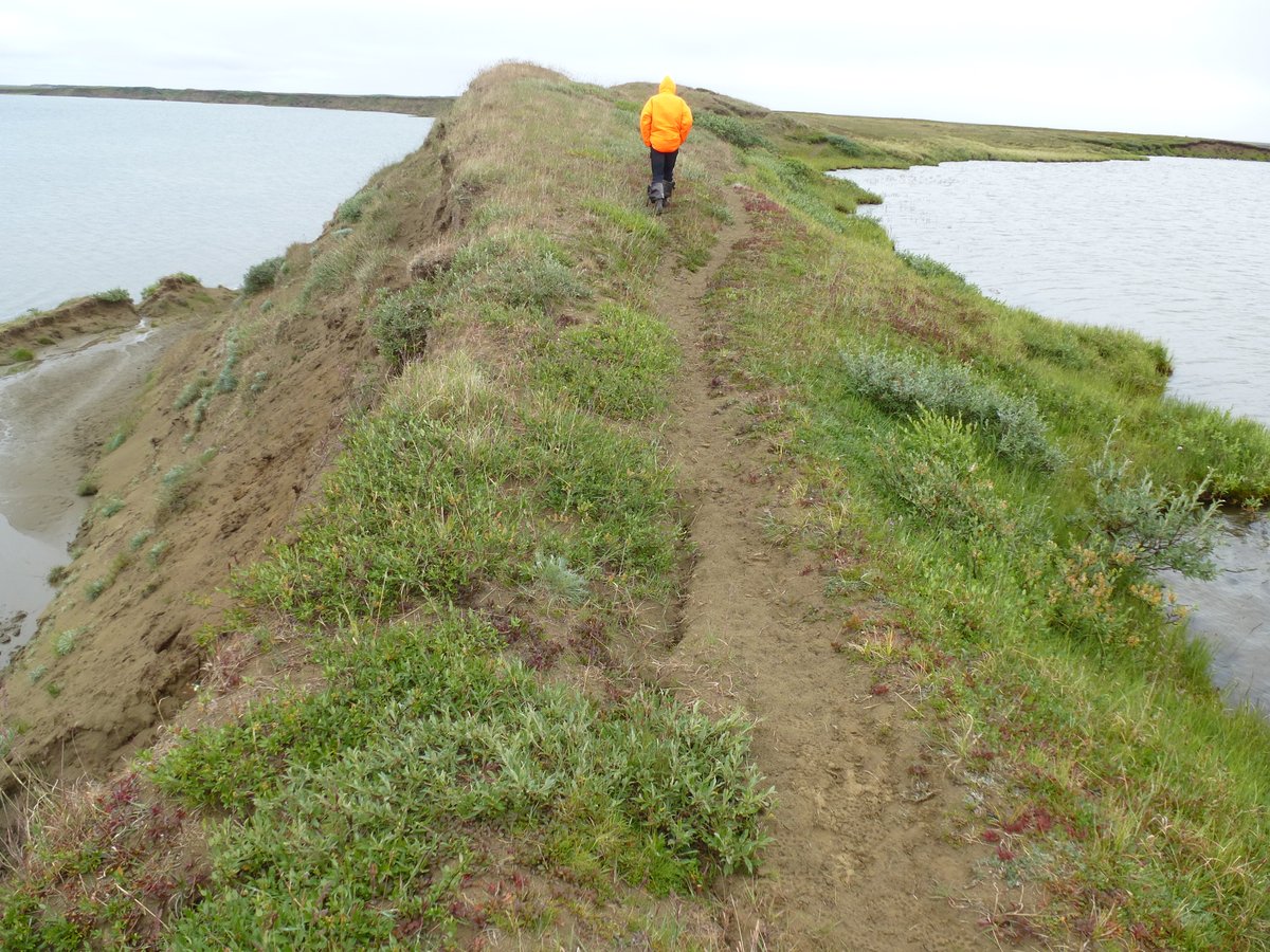 i_nitze's tweet photo. P-Lake is gone!
It drained in late June 2022. I visited that one during my first expedition to #Alaska in 2015 and checked it from time to time
70.214°N, 153.32°W
S2 image 2022-07-01 https://t.co/z6R1lVYwaO
@TundraTime @grosse_guido
#permafrost #lake #thermokarst #arctic https://t.co/phVa3J5fMF
