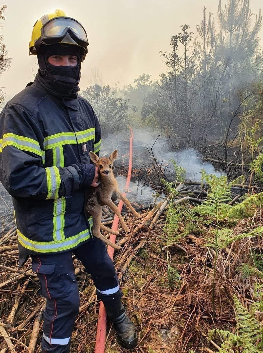 Coup de ❤️ du jour Ce pompier a traversé l’enfer des flammes pour sauver ce petit faon. Magnifique preuve d’humanité. Honneur à ce héros anonyme.