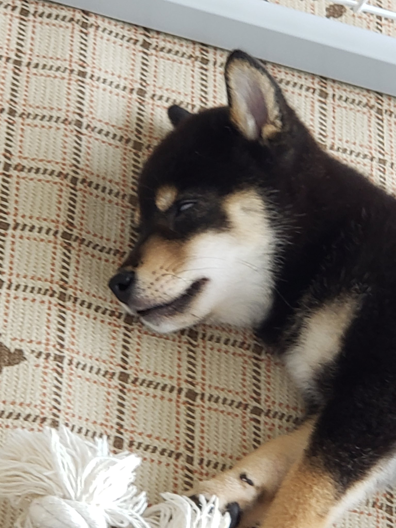 黒豆柴ハル Haru きゅ ん って寝言で鳴くもんだから どんなかわいい顔して寝てるんだろう って見に行ったら全然思ってたんと違った 柴犬 豆柴 黒柴 柴犬のいる生活 いぬのいる暮らし Dog Shiba Shibainu T Co 4dahjy4tee Twitter