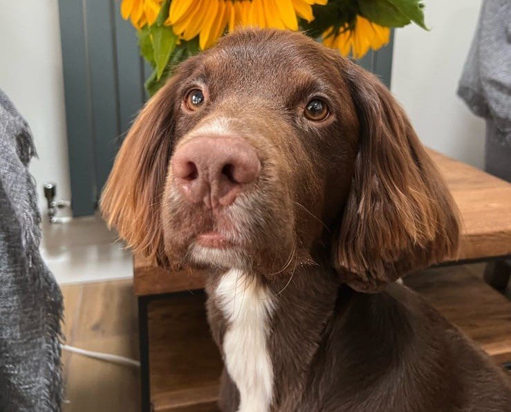 CumbriaCrack's tweet photo. £1,000 reward offered as search continues for Apollo: https://t.co/8EwbdEGFCO https://t.co/cUX4Z2RUpn