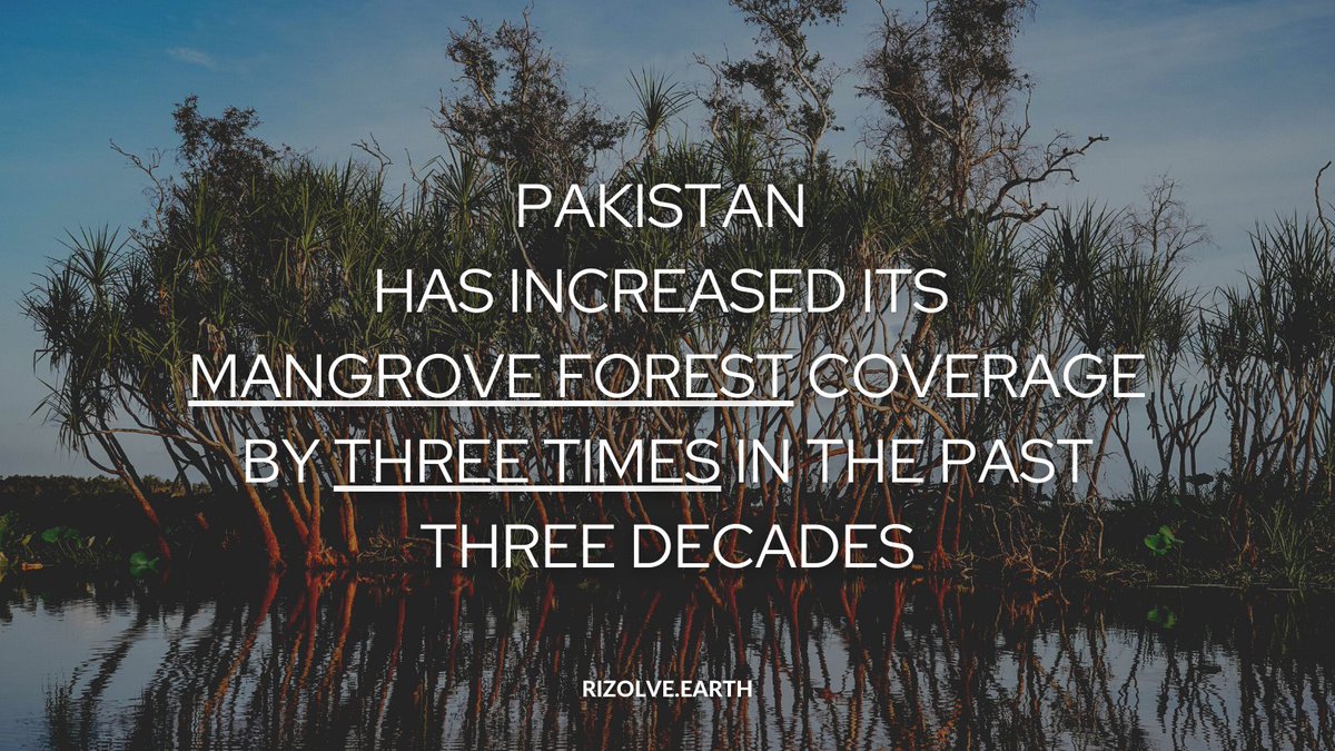 rizolve_earth's tweet photo. Great news! 🇵🇰

A through huge, nationally coordinated effort, #Pakistan has increased its #Mangrove coverage area three-fold in less than three decades!

Mangroves are among the most productive &amp; diverse carbon storing ecosystems! This is a big win for climate in South Asia! https://t.co/JjqnlN15Wj
