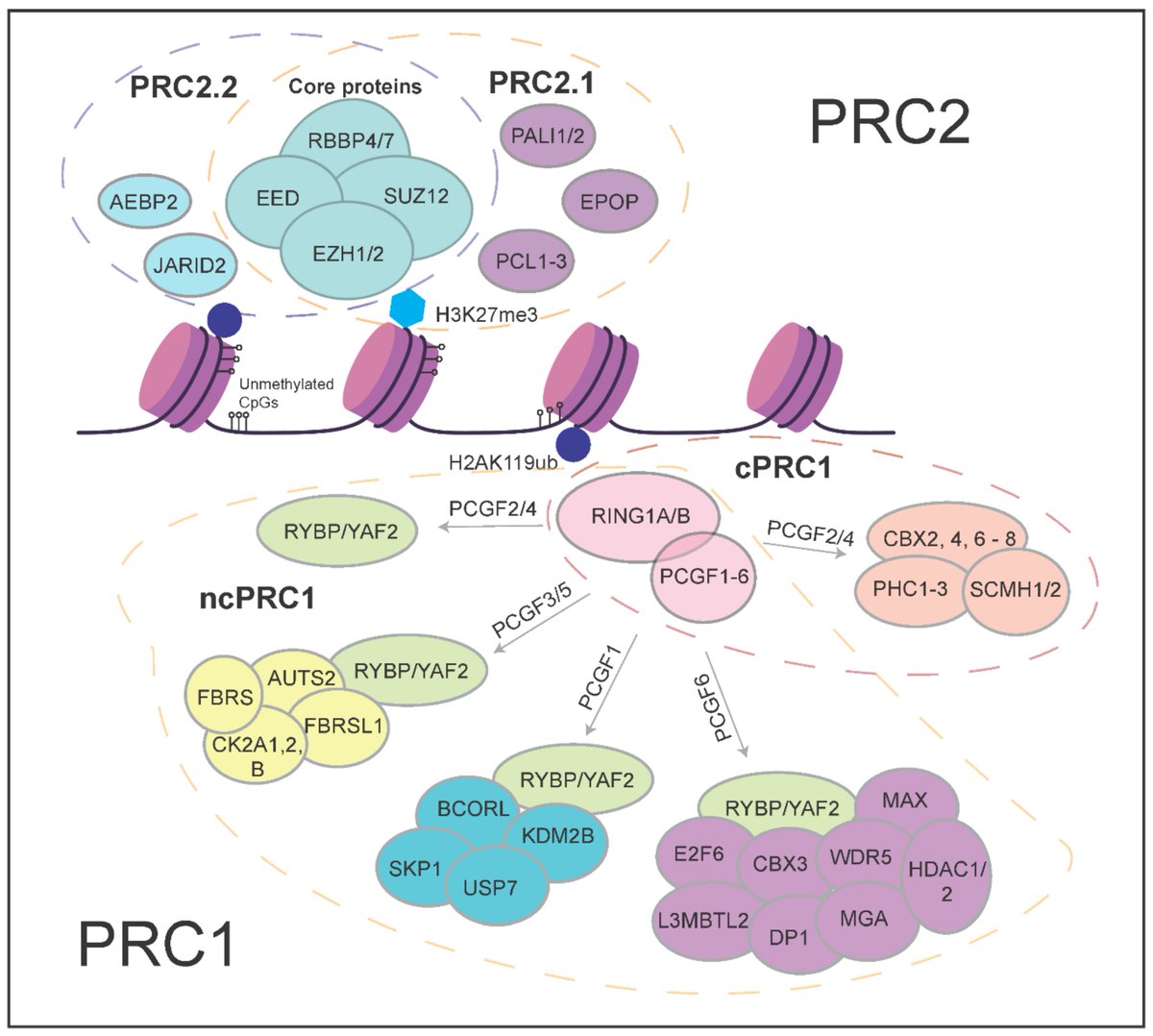 Epigenomes_MDPI's tweet photo. Read our latest review on The Role of #Polycomb Proteins in Cell Lineage Commitment and Embryonic Development by @GJCVeenstra and Chet H. Loh from @Radboud_Uni 

https://t.co/Vtw6LTv5sd

#embryogenesis #pluripotency https://t.co/rsQxIXD7rL