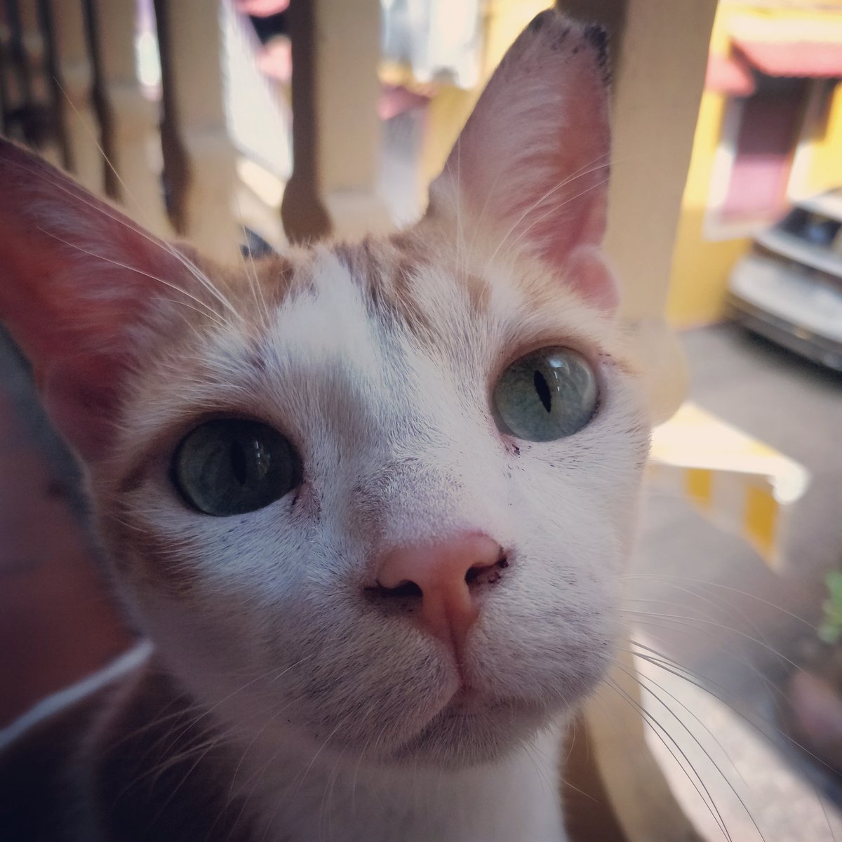 Jayzen619's tweet photo. Just told my cat I'd make a Kitten Bhuna Roll out of her https://t.co/ij0OAW546f