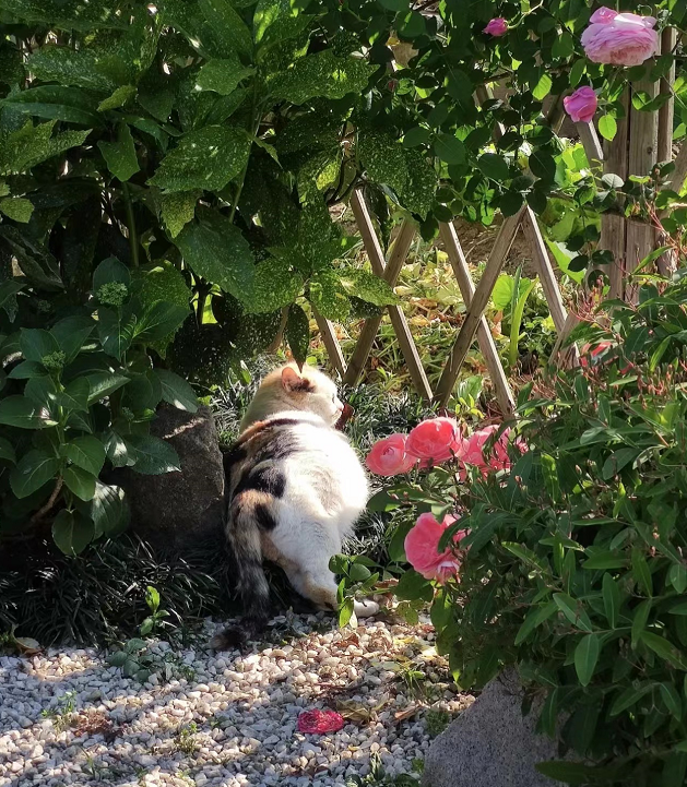 ThreeKitty_Wong's tweet photo. No one would say no to a kitten who loves to sleep in the garden!#CatsOfTwitter #CatsOnTwitter #cats https://t.co/ImVY9Vb48w