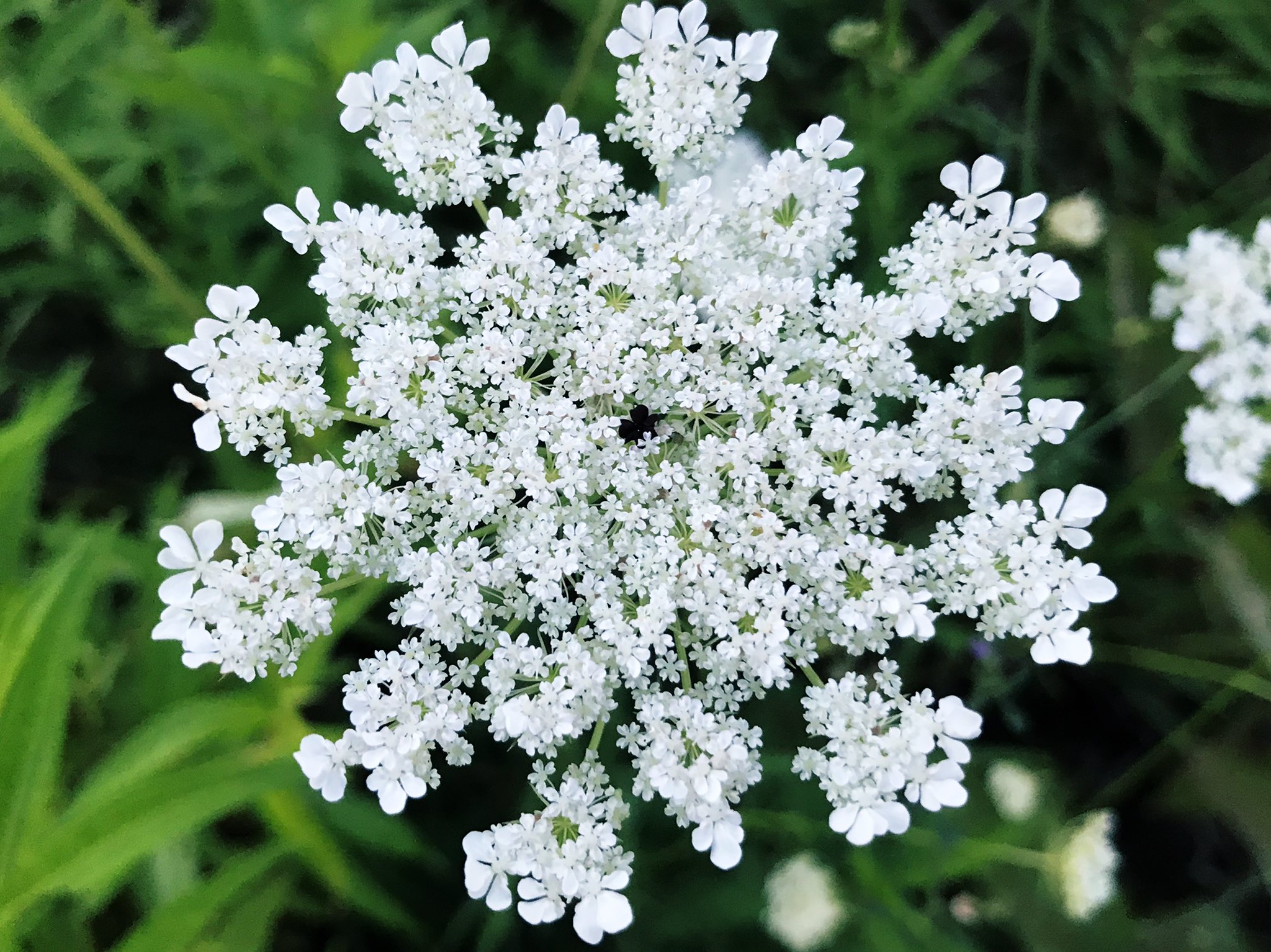 とうちゃんd この時期北海道の道端によく咲いているこのお花 英語でqueen Ann S Raceという 白い無数の花 の真ん中に よく見ると深い赤の花がひとつ これを イギリスのアン王女がレースを編んでいて指を刺してしまった という話になぞらえたらしい