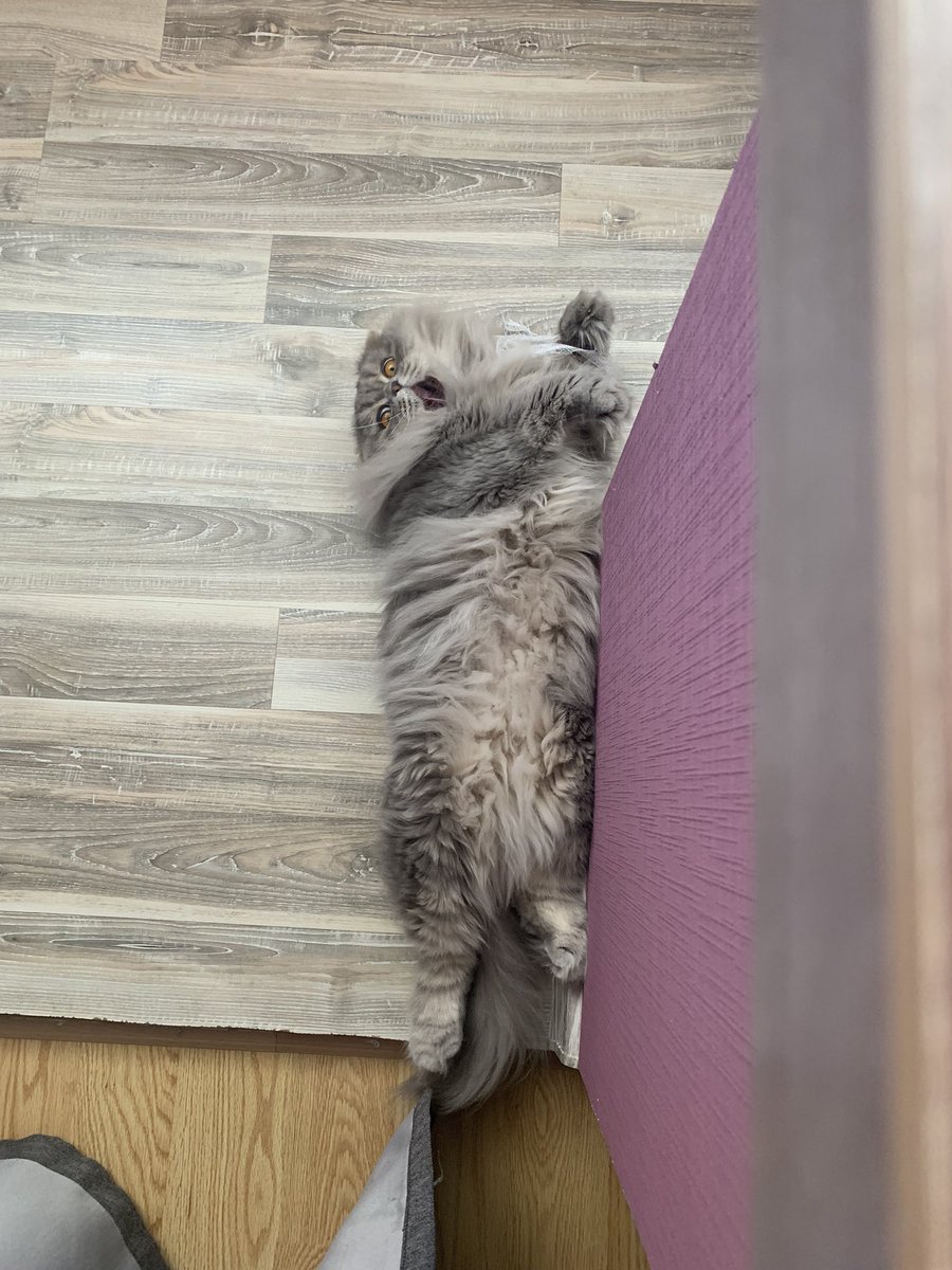 лясик tweet media