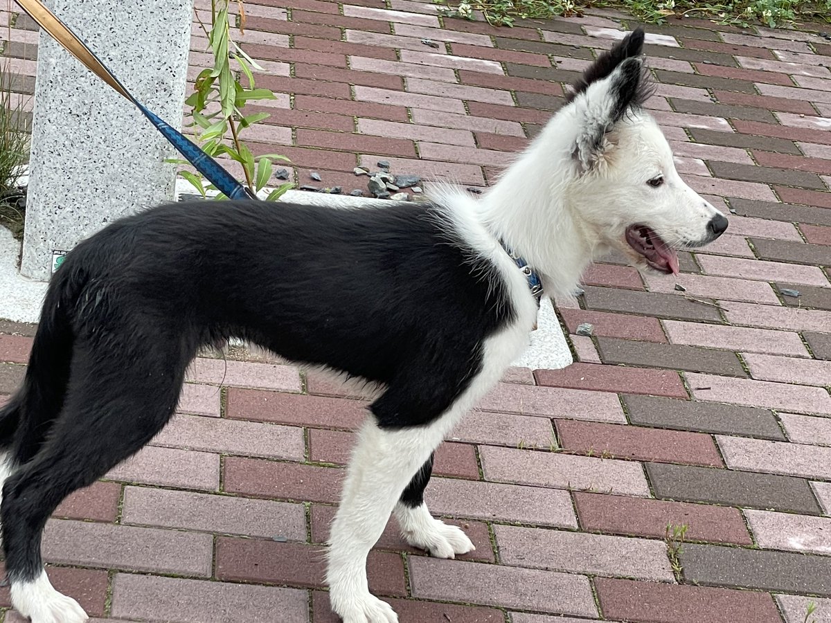 犬