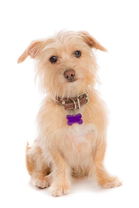 Please retweet to help Rosie find a home #LINCOLNSHIRE #UK 

Aged 9, she can live with children aged 11+. She needs to be the only dog but can walk with others. She may be able to live with a cat and can also live with children aged 11+. 
DETAILS👇
jerrygreendogs.org.uk/adopt-a-dog
#dogs