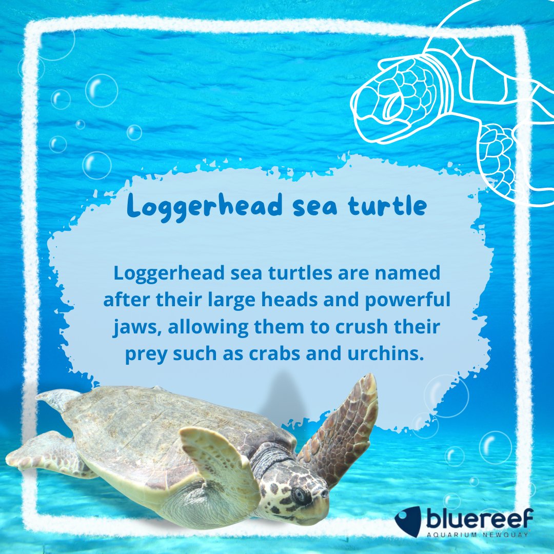 Blue Reef Aquarium Who S Enjoying Our Totally Turtle Trail We Are Lucky Enough To Be Home To Omiros Our Rescue Loggerhead Sea Turtle Come And See Him And Learn Some