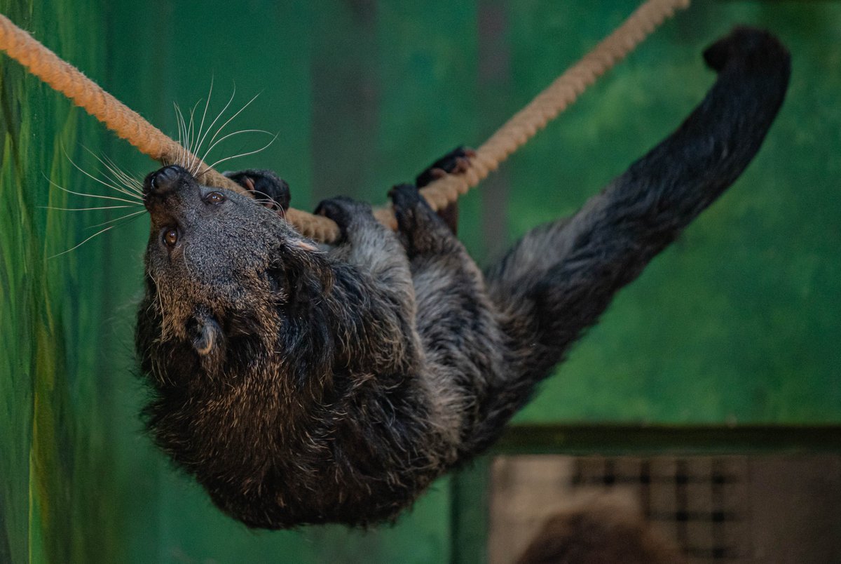 Binturongs' elusive and crepuscular lives in the forest canopy make them tricky to study - so the first 24h analysis of the species here at <a href="/chesterzoo/">Chester Zoo</a> has shed new light on their activities!

New #openaccess publication from our behavioural scientists 👇
mdpi.com/2673-5636/3/3/…