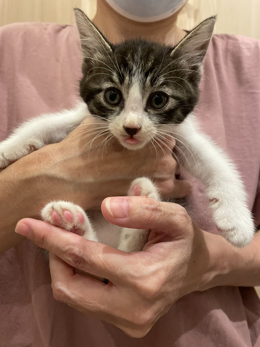 Babys1028's tweet photo. 近々新しくお迎えする猫ちゃんの名前候補に私の名前が入ってるのはどうしてかな？ https://t.co/JZ8ggyAv4P