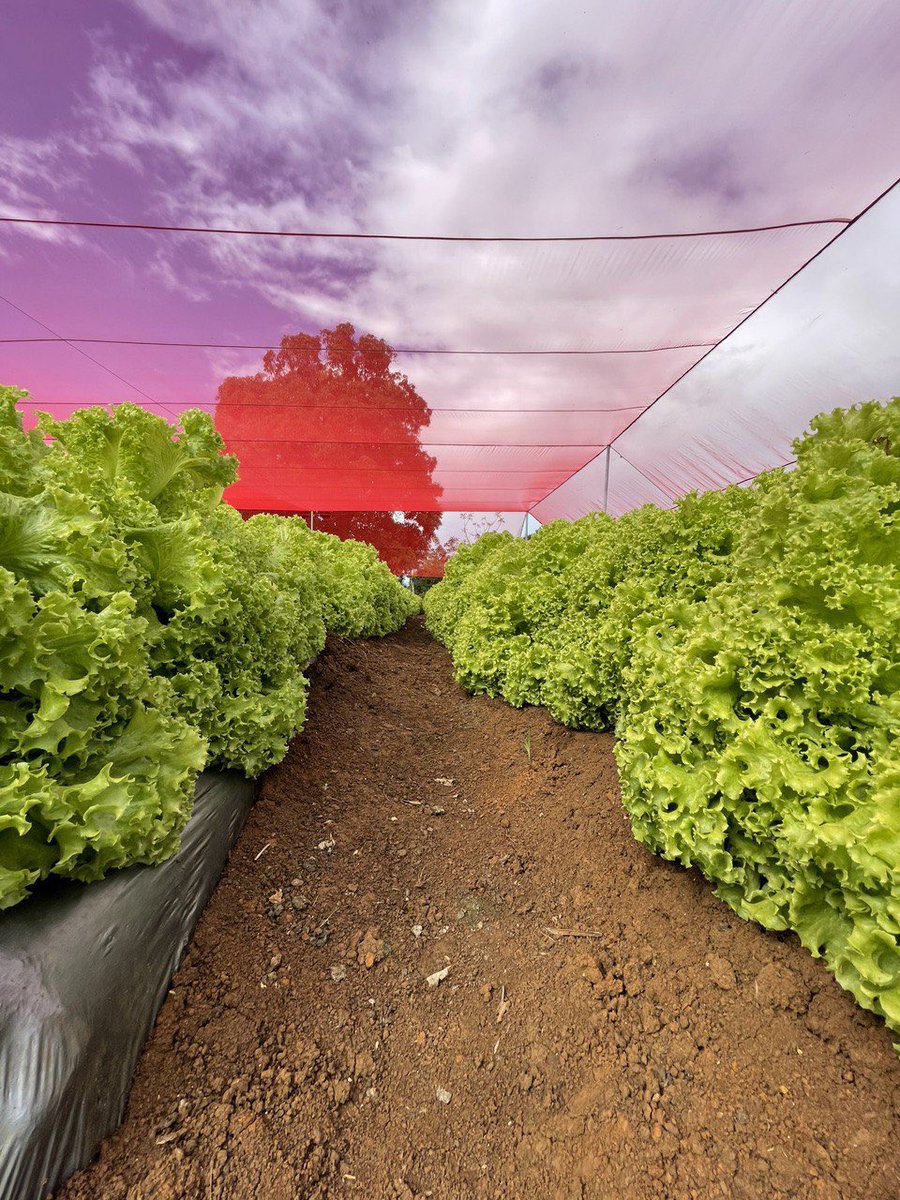 SuperateRDO's tweet photo. Si no conoces el «Saran Rojo», desde #AgriculturaFamiliarRD, te compartimos un dato curioso sobre esta herramienta de cultivo:

💡 La malla sombra roja es una excelente solución para mantener los cultivos protegidos en zonas de altas temperaturas.
#Supérate https://t.co/UvX5rXt7tU