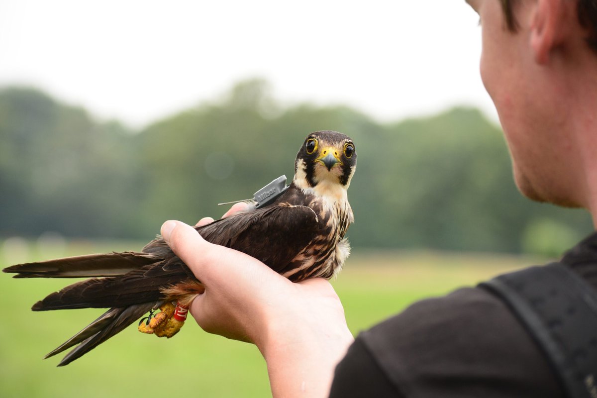 In ons werk zetten we ons in voor een ecologisch waardevoller Nederland. Dit doen we met grote en kleine projecten. Benieuwd wat wij in onze projecten doen? We laten het je graag zien op onze website: regelink.nl/projecten/
