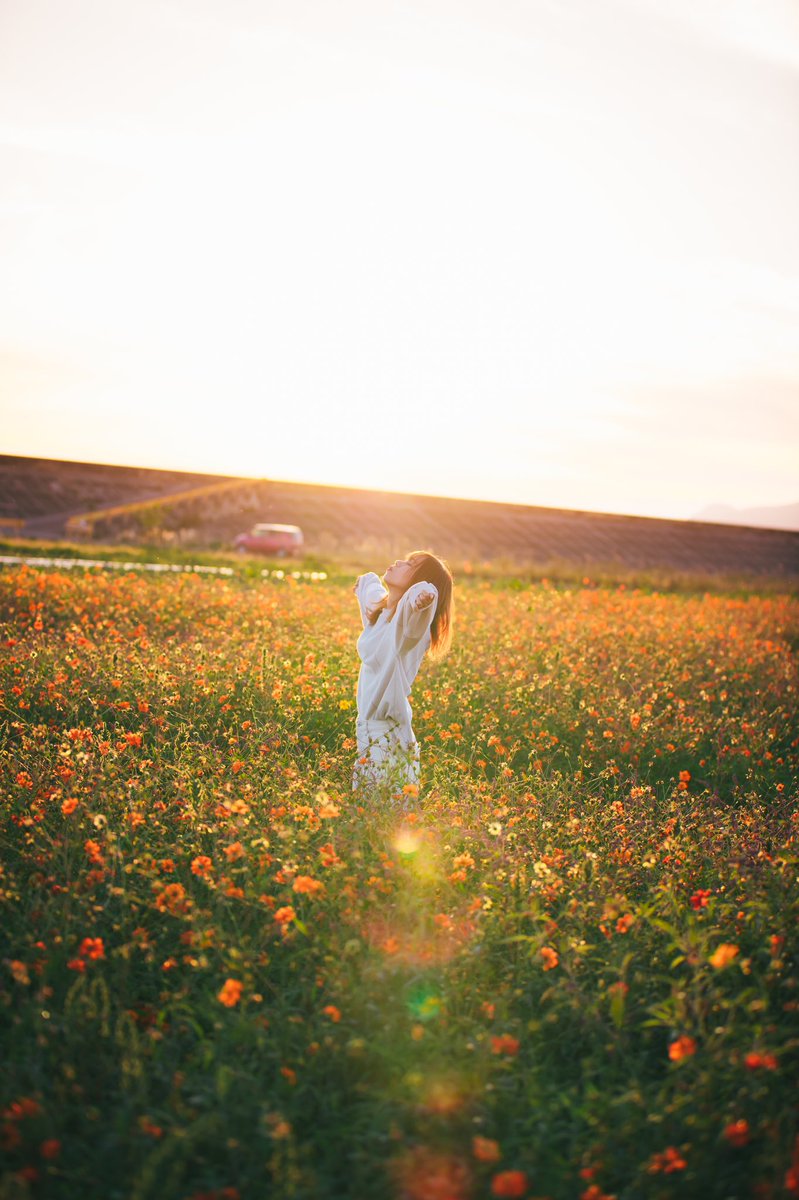ty__photo's tweet photo. 夕陽と秋桜

#fujifilm 
#fujifilm_xseries 
#富士フイルム 

#秋桜 
#コスモス 
#portrait 
#ポートレート
#スナップ写真

#お写ん歩 
#キリトリセカイ 
#ポートレートしま専科 
#写真好きな人と繫がりたい 
#カメラ好きな人と繋がりたい 
#ファインダー越しの私の世界 
#写真で伝える私の世界 https://t.co/Ibv0x3V0eo