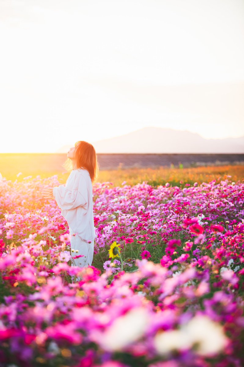 ty__photo's tweet photo. 夕陽と秋桜

#fujifilm 
#fujifilm_xseries 
#富士フイルム 

#秋桜 
#コスモス 
#portrait 
#ポートレート
#スナップ写真

#お写ん歩 
#キリトリセカイ 
#ポートレートしま専科 
#写真好きな人と繫がりたい 
#カメラ好きな人と繋がりたい 
#ファインダー越しの私の世界 
#写真で伝える私の世界 https://t.co/Ibv0x3V0eo
