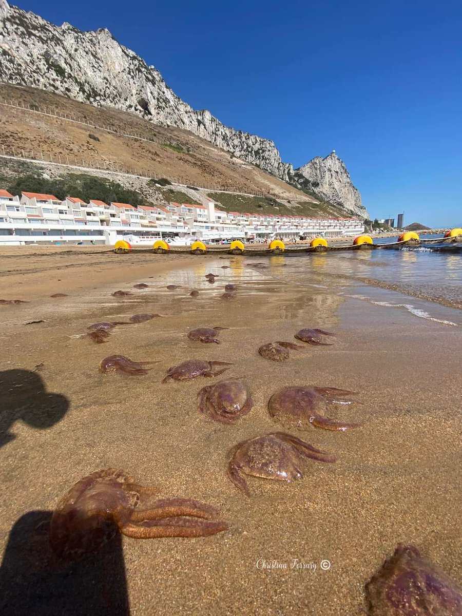 Reports of #mauvestingers at Catalan Bay & Sandy Bay in high densities all along the shoreline & sea
Beach users please take caution. These jellyfish can sting even when dead. 
Spot it👀Snap it📷Map it📌
Photo credit: Christian Ferrary 
#Gibraltar #citizenscience #nemospotting