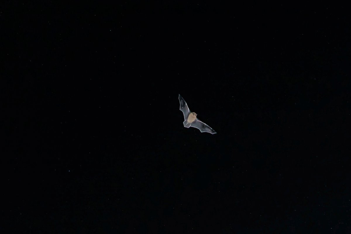 BF_Stubbs's tweet photo. More images of bats flying in the Somerset countryside. The white dots are insects not stars! #bat #flyingbat #bats #batphotography #photographingbats #UKbats #batsUK https://t.co/qBVHRgLxNK https://t.co/HSUx2Gv0RJ