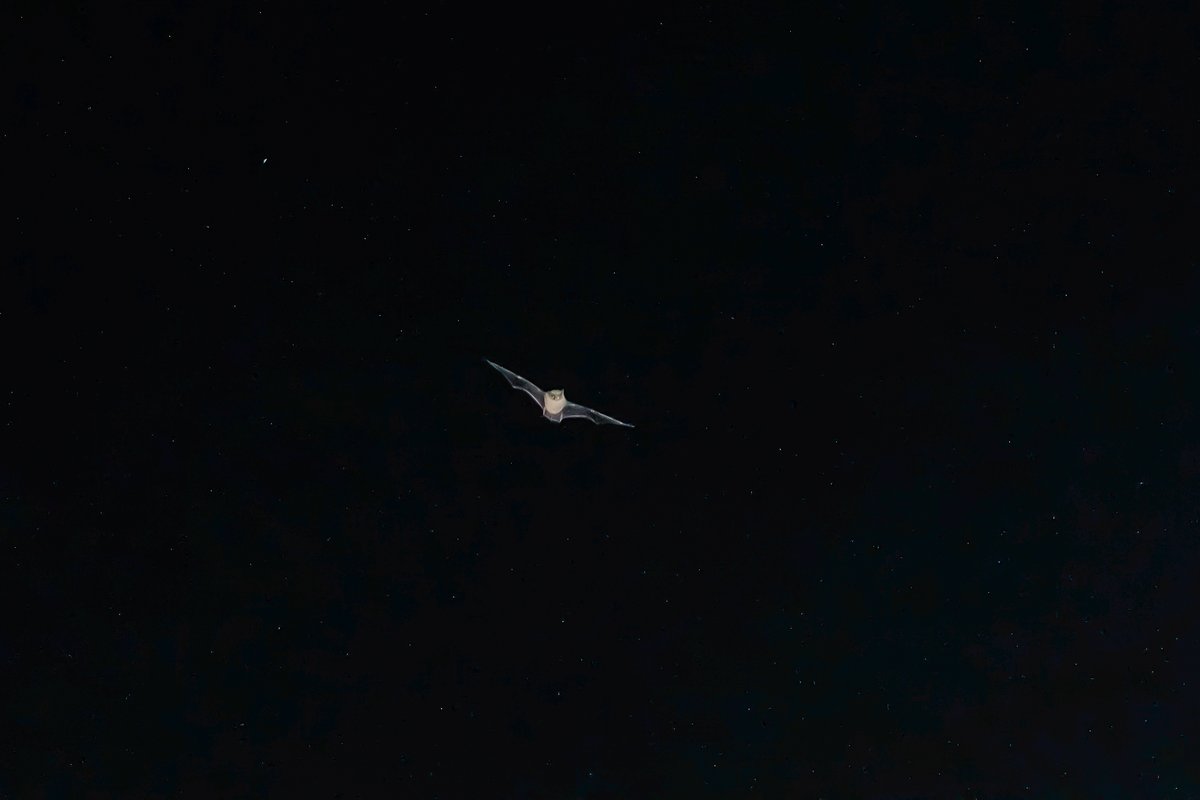 BF_Stubbs's tweet photo. More images of bats flying in the Somerset countryside. The white dots are insects not stars! #bat #flyingbat #bats #batphotography #photographingbats #UKbats #batsUK https://t.co/qBVHRgLxNK https://t.co/HSUx2Gv0RJ