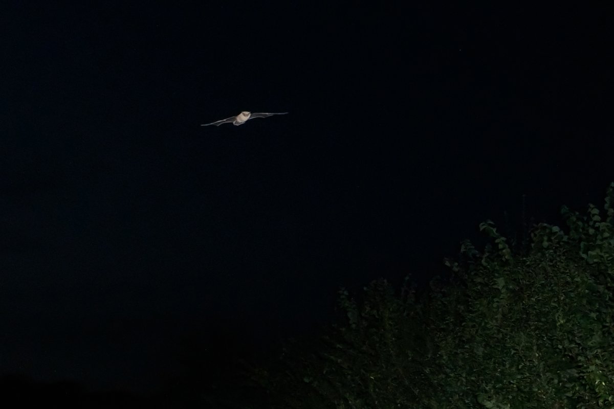 BF_Stubbs's tweet photo. More images of bats flying in the Somerset countryside. The white dots are insects not stars! #bat #flyingbat #bats #batphotography #photographingbats #UKbats #batsUK https://t.co/qBVHRgLxNK https://t.co/HSUx2Gv0RJ