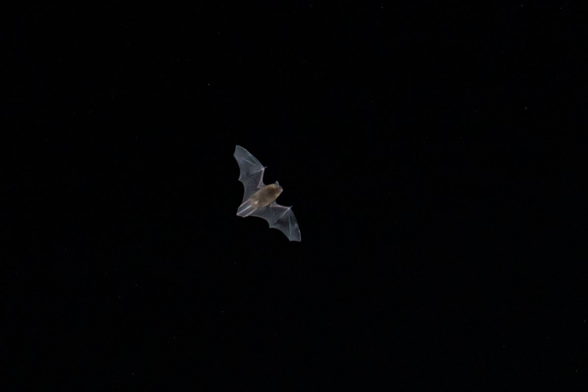 BF_Stubbs's tweet photo. More images of bats flying in the Somerset countryside. The white dots are insects not stars! #bat #flyingbat #bats #batphotography #photographingbats #UKbats #batsUK https://t.co/qBVHRgLxNK https://t.co/HSUx2Gv0RJ