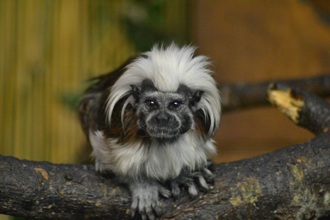 WelshMountainZo's tweet photo. It's International Cotton-Top Tamarin Day! π
π Don't forget to join us for a special species talk on our New World Monkeys - 11.30am at their enclosure!
#CottonTopTamarinDay #OurPrimates #SupportingConservation #WelshMountainZoo #NationalZooOfWales
π· Matt Rimmer https://t.co/BenPtwK5hs