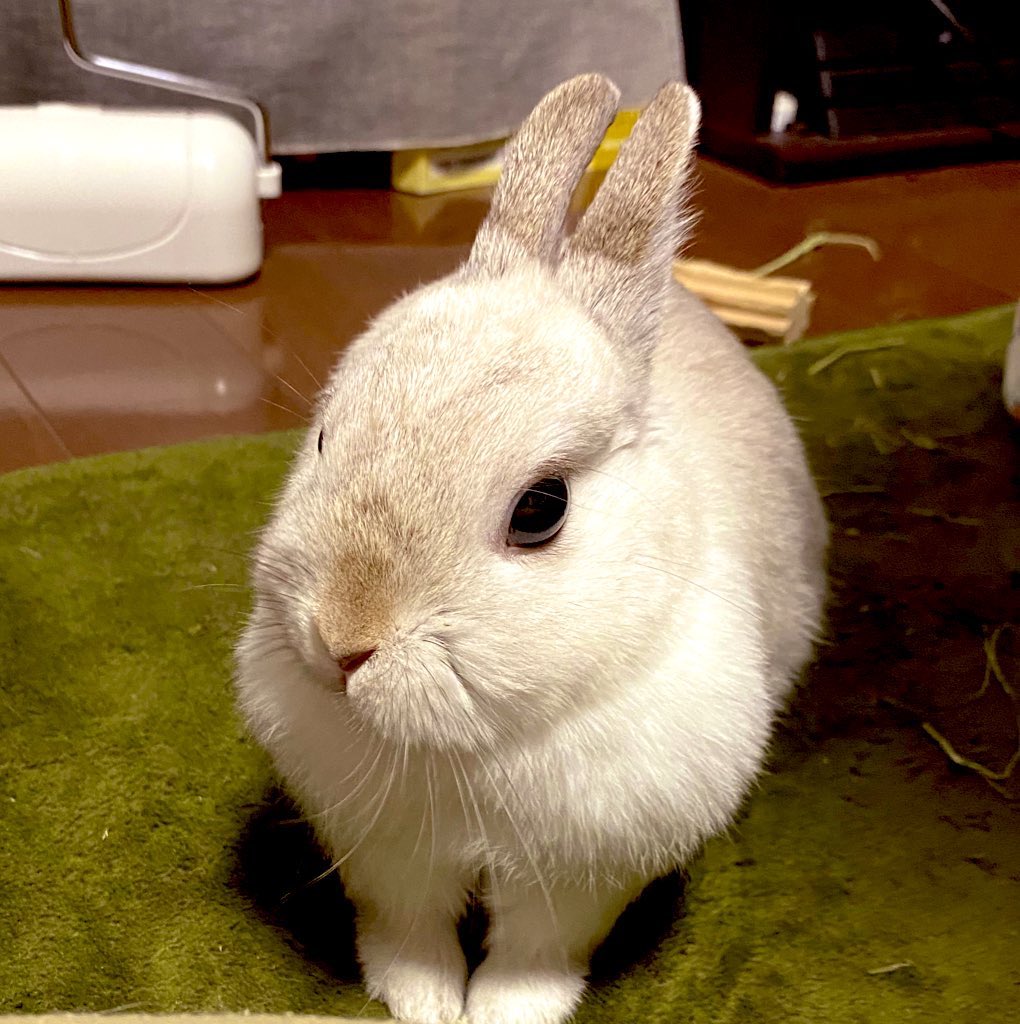 Rb628Mpuchi's tweet photo. #うさぎのいる生活 #puchiMimi https://t.co/y2ICwxTouU