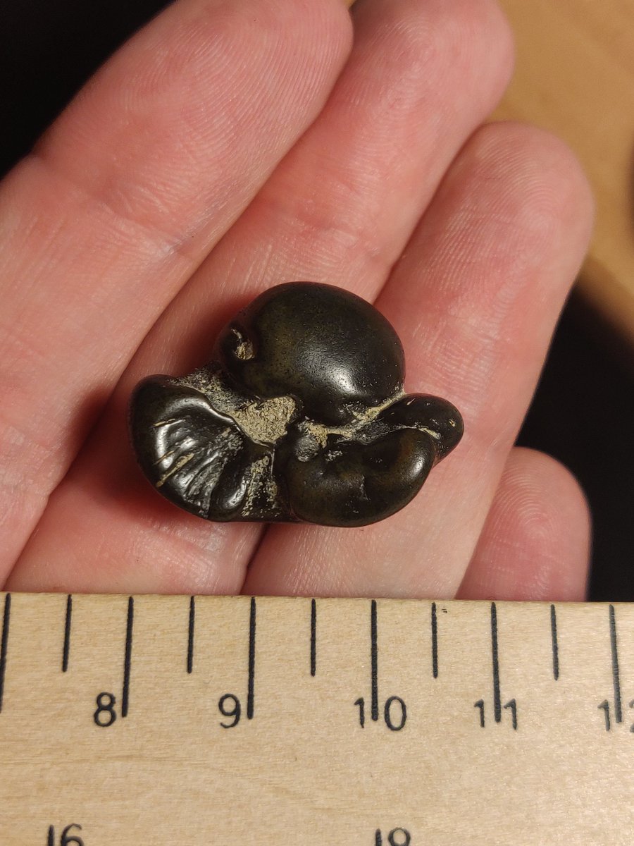nzfossils's tweet photo. Very cool find today hidden away in a decades-old bulk collection lot. Looks to be the periotic (inner ear bone) of a small dolphin. Not too sure the age - the collection was from Pliocene strata but apparently could have been reworked from underlying Miocene... https://t.co/dycT09ug7P