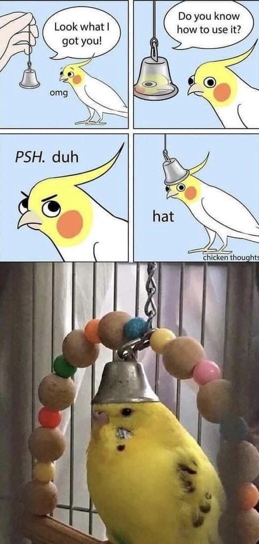 Eclecticakemix's tweet photo. Hahaha

#bird #parakeet #chickenthoughts #funny https://t.co/BxhzPlbSQa