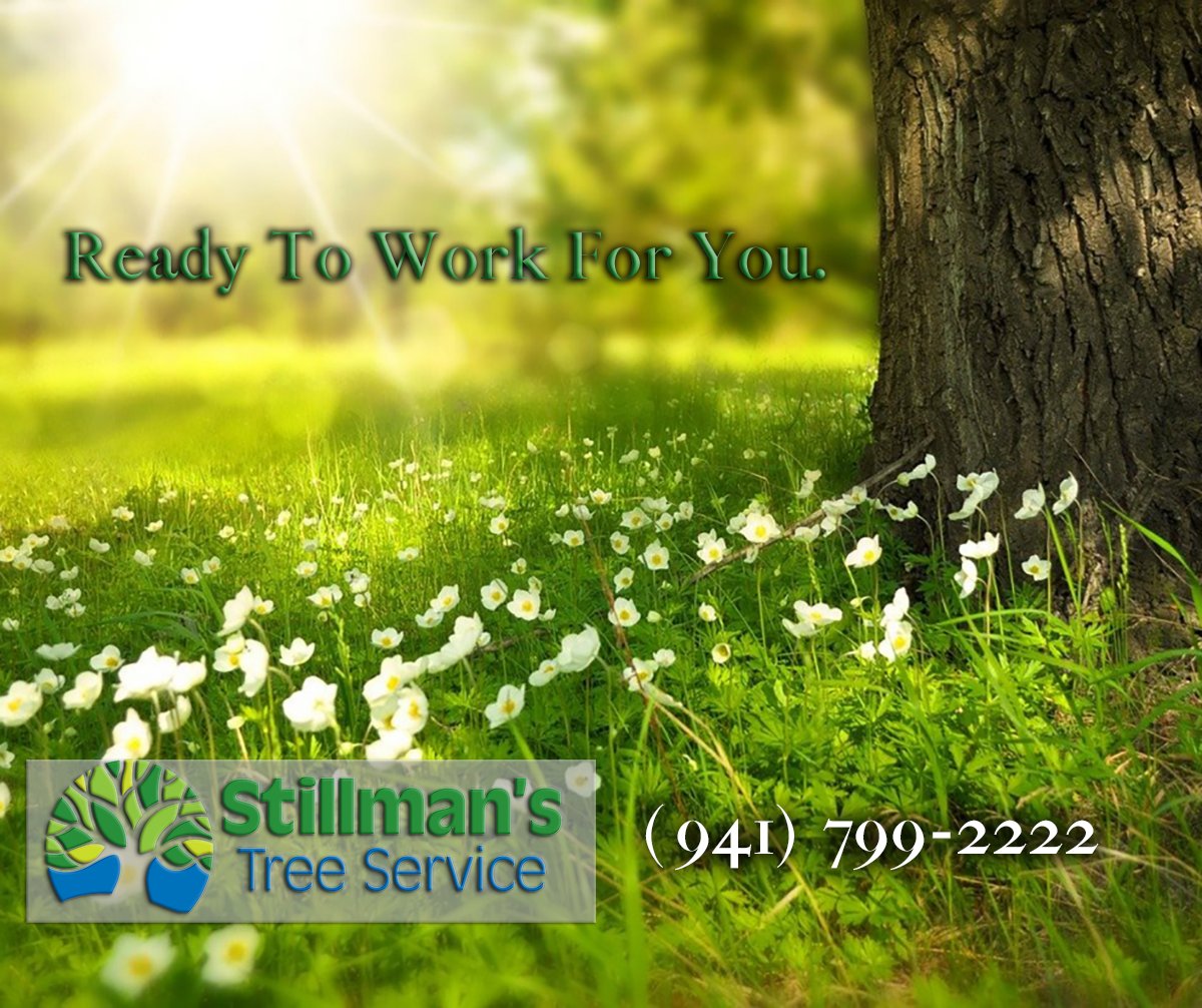 StillmansTree's tweet image. For a free estimate, call (941) 799-2222.  🌴