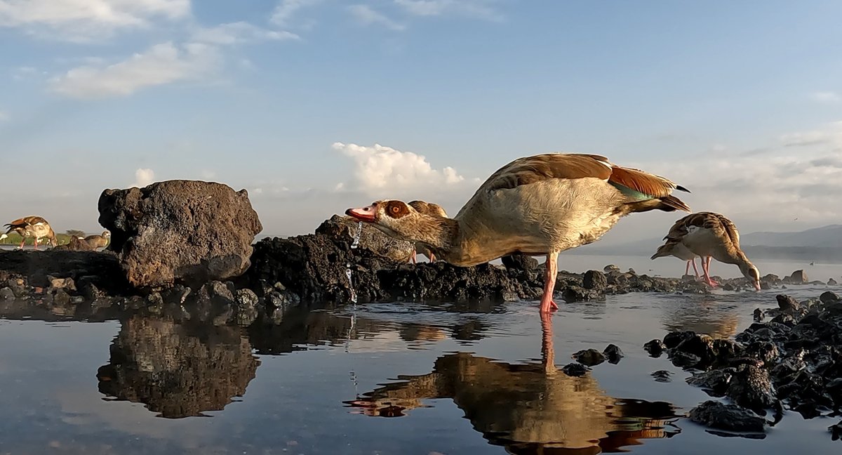 PhotosForTrees's tweet photo. Early morning Gopro timelapse stills at the fresh water hot springs of the saline #LakeElementaita #Kenya 

#gopro10 #gopro #goprotimelapse #tembeakenya #hotsprings #riftvalley #goproafrica https://t.co/ry30gBKVLm