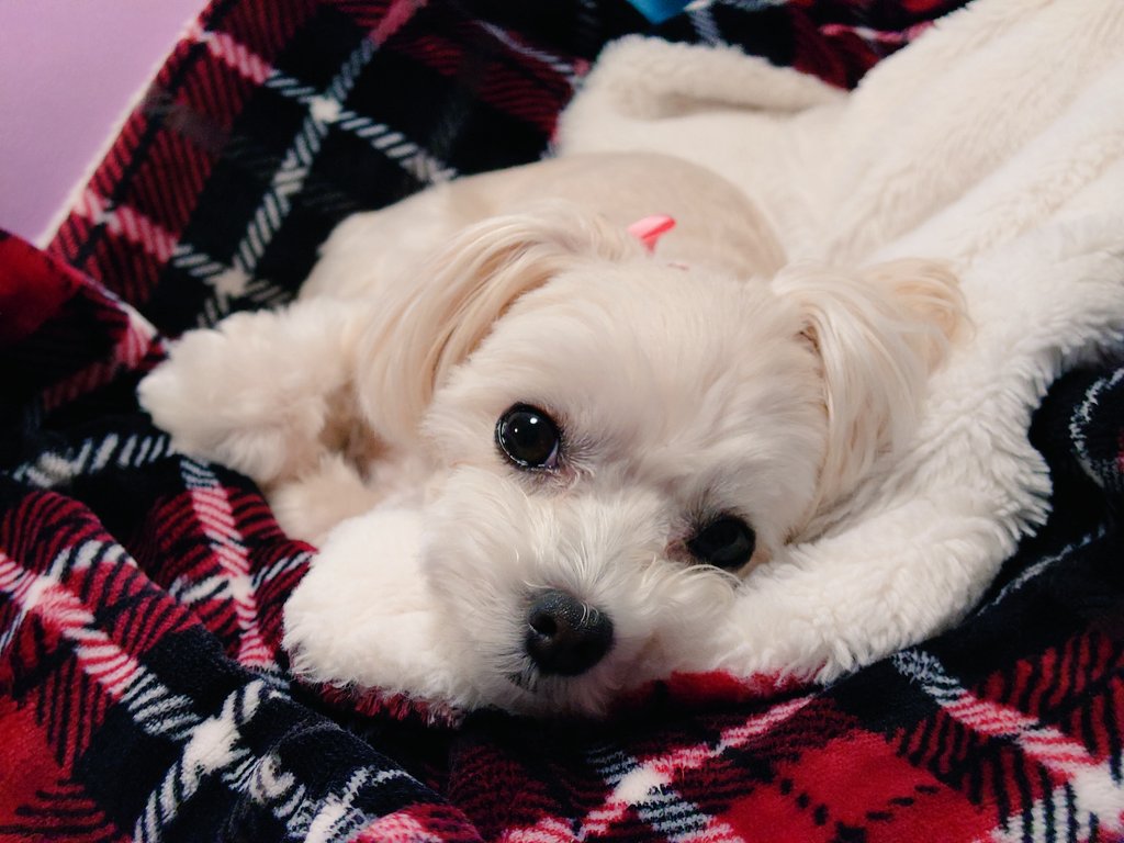 はくさいとおいも はマルプー 凶暴な癖に可愛すぎるやろう おいもこのやろ 今日の親バカ写真 おやすみ 投稿中起きて後ろで お父さんに襲いかかってる マルプー 犬のいる暮らし 犬好きさんと繋がりたい 親バカ T Co