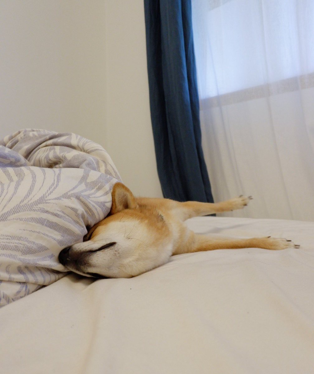 shibainuinparis's tweet photo. Monday mood 月曜日の柴犬 https://t.co/arPkbKjFOG