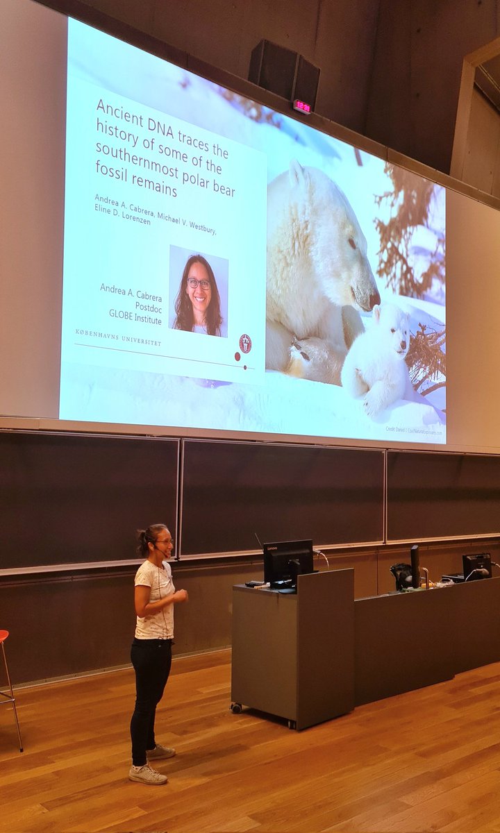 EPICconference (@epicconference) on Twitter photo In the final talk of the first session, we return to the Artic with <a href="/AndreaACabrera4/">Andrea A Cabrera</a>'s talk on "Using ancient DNA to trace the history of some of the southernmost polar bear fossil remains" #EPICdk22 In the final talk of the first session, we return to the Artic with <a href="/AndreaACabrera4/">Andrea A Cabrera</a>'s talk on "Using ancient DNA to trace the history of some of the southernmost polar bear fossil remains" #EPICdk22
