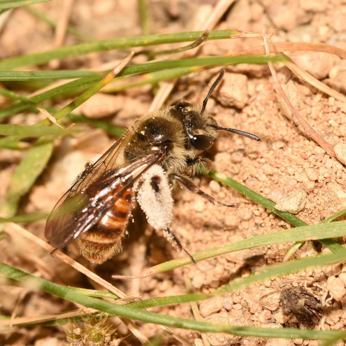 Rare Invertebrates in the Cairngorms tweet media
