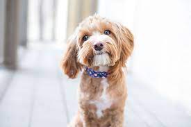 basepoint_camb's tweet photo. Good afternoon ! Basepoint Camberley @basepoint_cam Don't want to leave your dog at home? Come and join one of our
@Basepoint_Cntrs today, call us on 01276 415700, we are are #dogfriendly #OfficeSpace #businesscentre #camberley #workspace #coworking. https://t.co/0Ozc3K8pPP