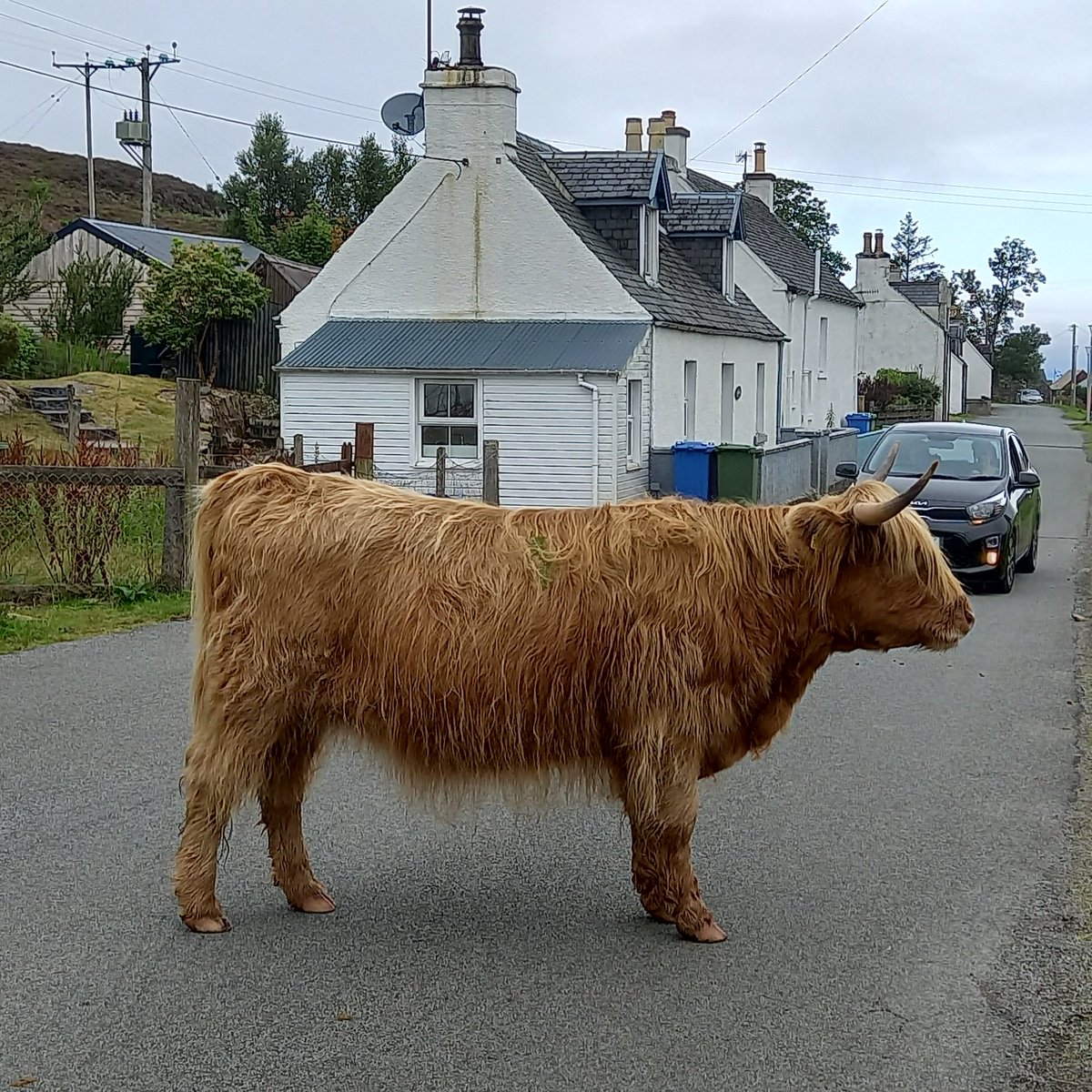 HelenLewry1's tweet image. Road jam, Duirinish style. #totalgridlock