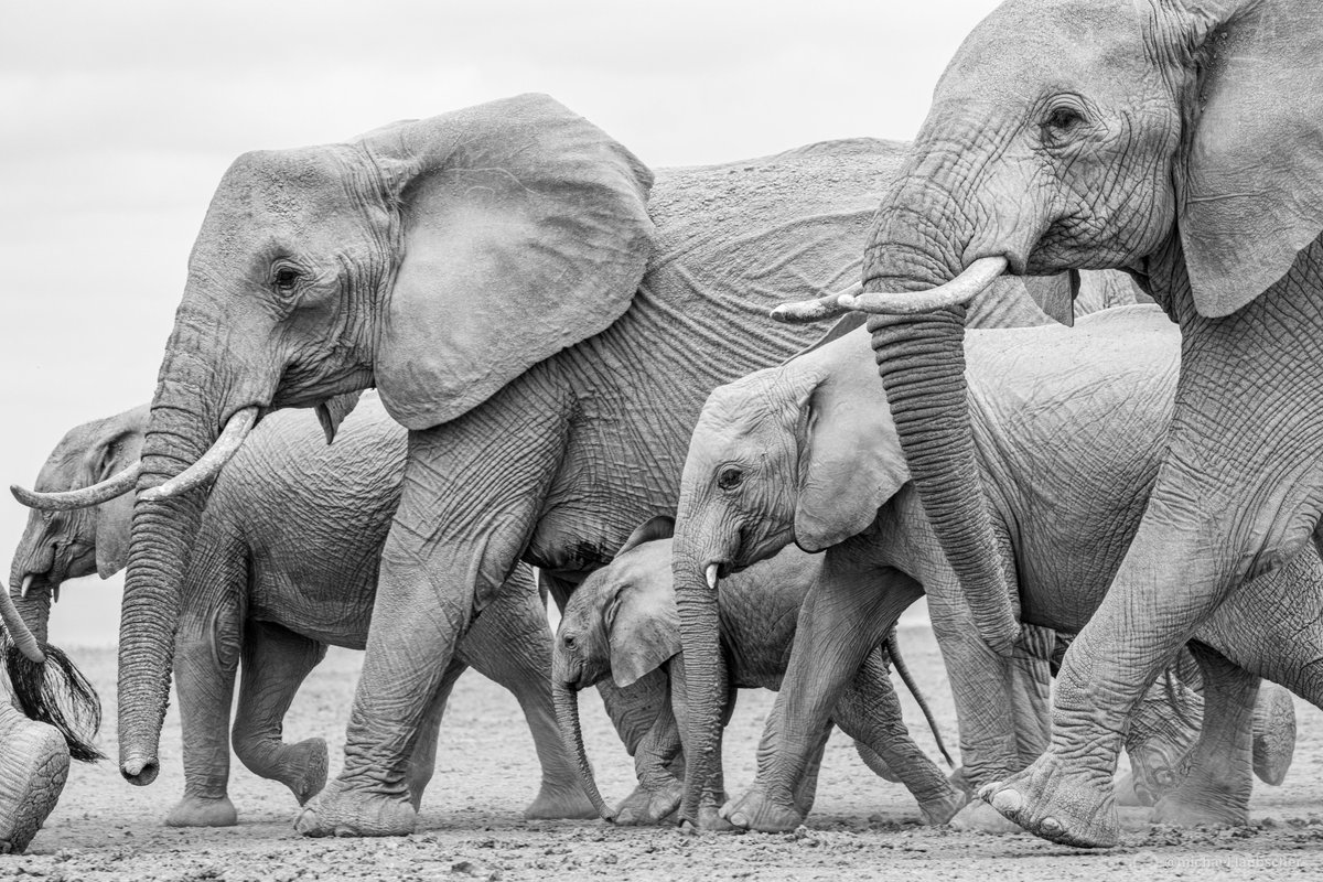 Amboseli is a safari destination that really has something for every safari goer 

wild-eye.com/the-magic-of-a…

#WildEyeSA #Amboseli #Travel #Kenya #TravelAfrica #Photography #wildlifephotography #Safari #elepant