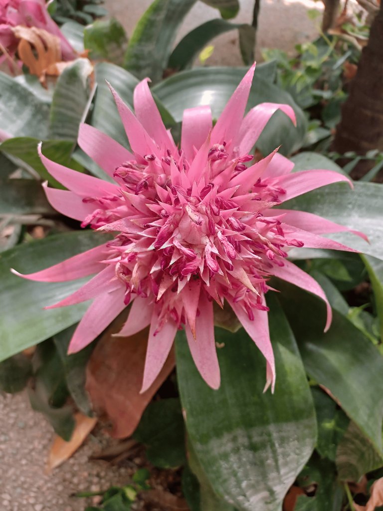 explorytales's tweet photo. Nothing like a freshly bloomed mystery flower to brighten your day! 🌸🌼🌻

#botanicalgarden
#flower
#prettyinpink https://t.co/FxkIbOO2kc
