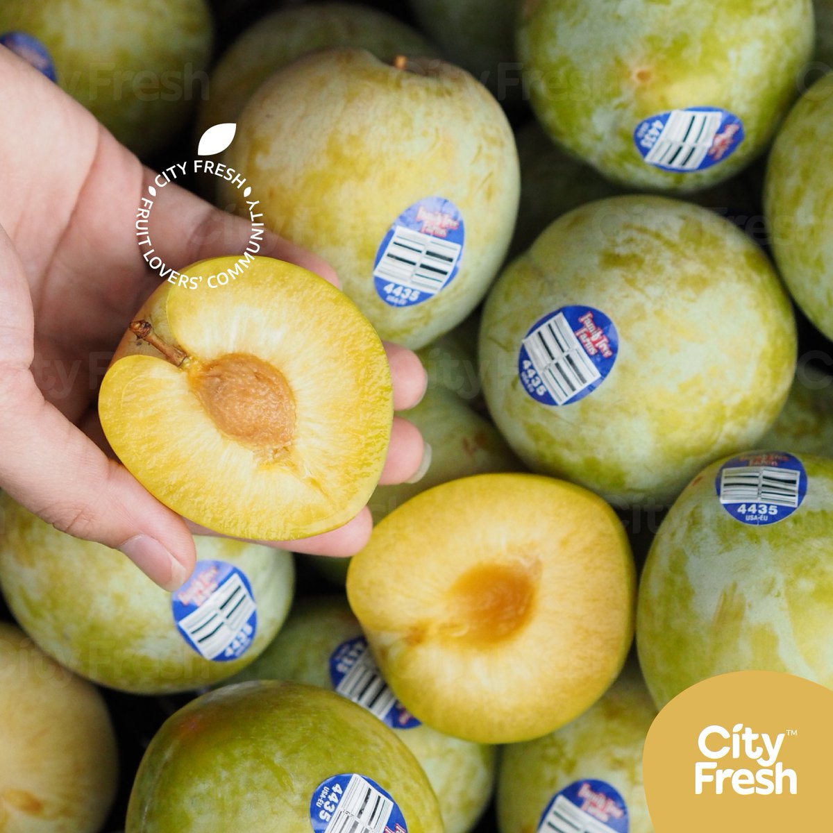 cityfreshfruit's tweet photo. 𝐄𝐦𝐞𝐫𝐚𝐥𝐝 𝐁𝐞𝐚𝐮𝐭 𝐏𝐥𝐮𝐦𝐜𝐨𝐭𝐬 #คัดพิเศษ จาก 𝘍𝘢𝘮𝘪𝘭𝘺 𝘛𝘳𝘦𝘦 𝘍𝘳𝘢𝘮𝘴 USA เมื่อสุกแล้วจะมีรสชาติหวานฉ่ำ เนื้อที่ติดบริเวณเปลือกจะมีรสติดเปรี้ยวนิด ๆ ลงตัวสุด ๆ ✨#CityFreshFruit #Cityfresh #CityfreshDelivery #ผลไม้เดลิเวอร์รี่ #ผลไม้พร้อมส่ง #ผลไม้ #Plumcot https://t.co/f3LRKvlj1x